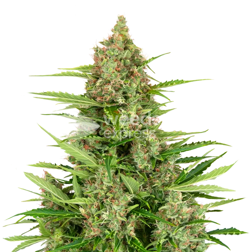 Wedding Cake feminized seeds