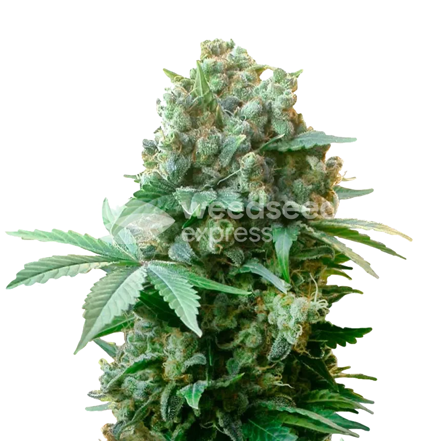 White Russian feminized seeds