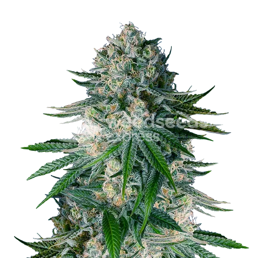 White Widow Feminisierte Samen