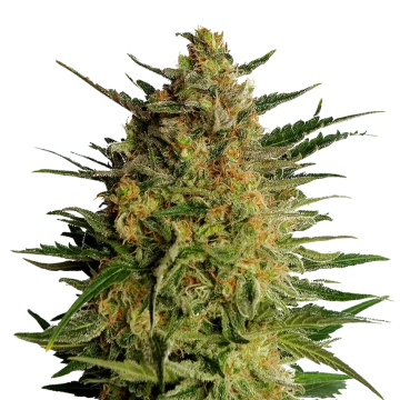 AK-47 feminized seeds