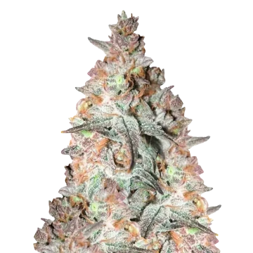 Black Cherry Soda Feminisierte Samen