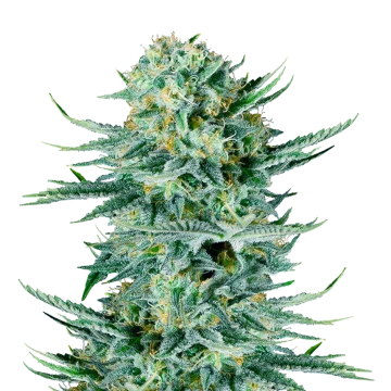 Blue Dream Autoflower Samen