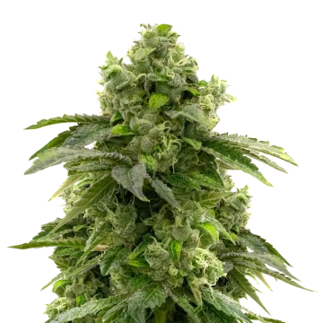 Bruce Banner feminized seeds