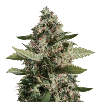 CBD Candida feminized zaden