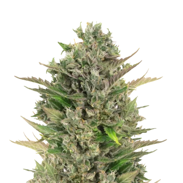 CBD Critical Mass autoflower seeds