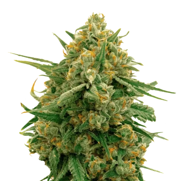 CBD Express feminized seeds