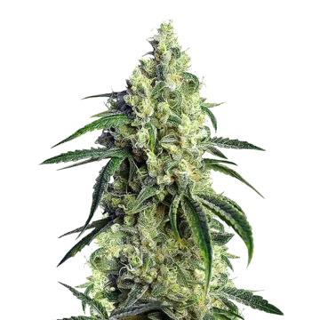 CBD Girl Scout Cookies feminized seeds