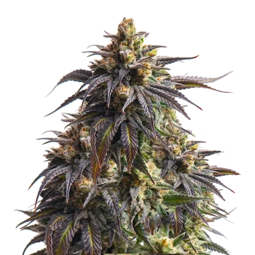 Do-si-Dos feminized seeds