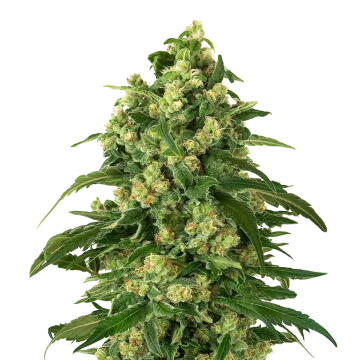 Girl Scout Cookies feminized zaden