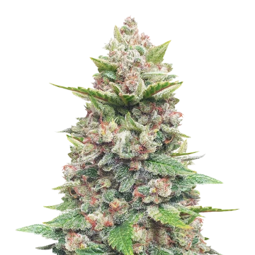 God's Gift feminized seeds