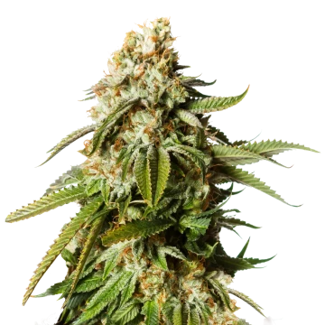 Gorilla Glue #4 feminized seeds