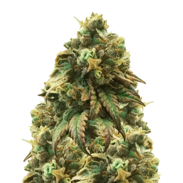 Green Crack Autoflower Samen