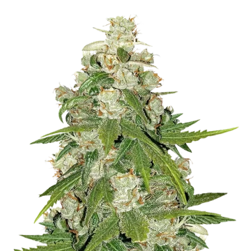 Mamba Negra CBG feminized seeds