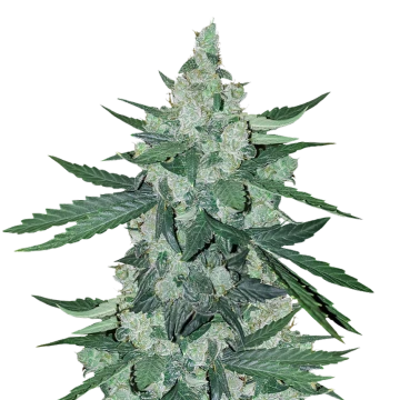 Moonshine Cookies feminized seeds