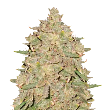 Pure Indica feminized seeds