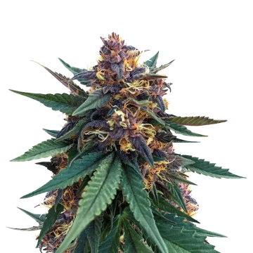 Purple Kush autoflower zaden