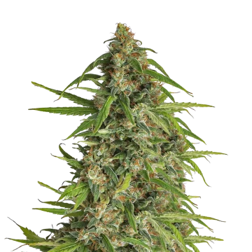 Runtz feminized seeds