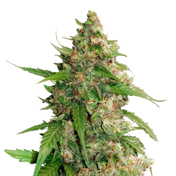 Strawberry Banana autoflower zaden