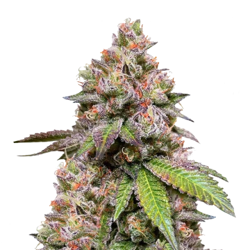 LSD Autoflower Seeds - WeedSeedsExpress NZ