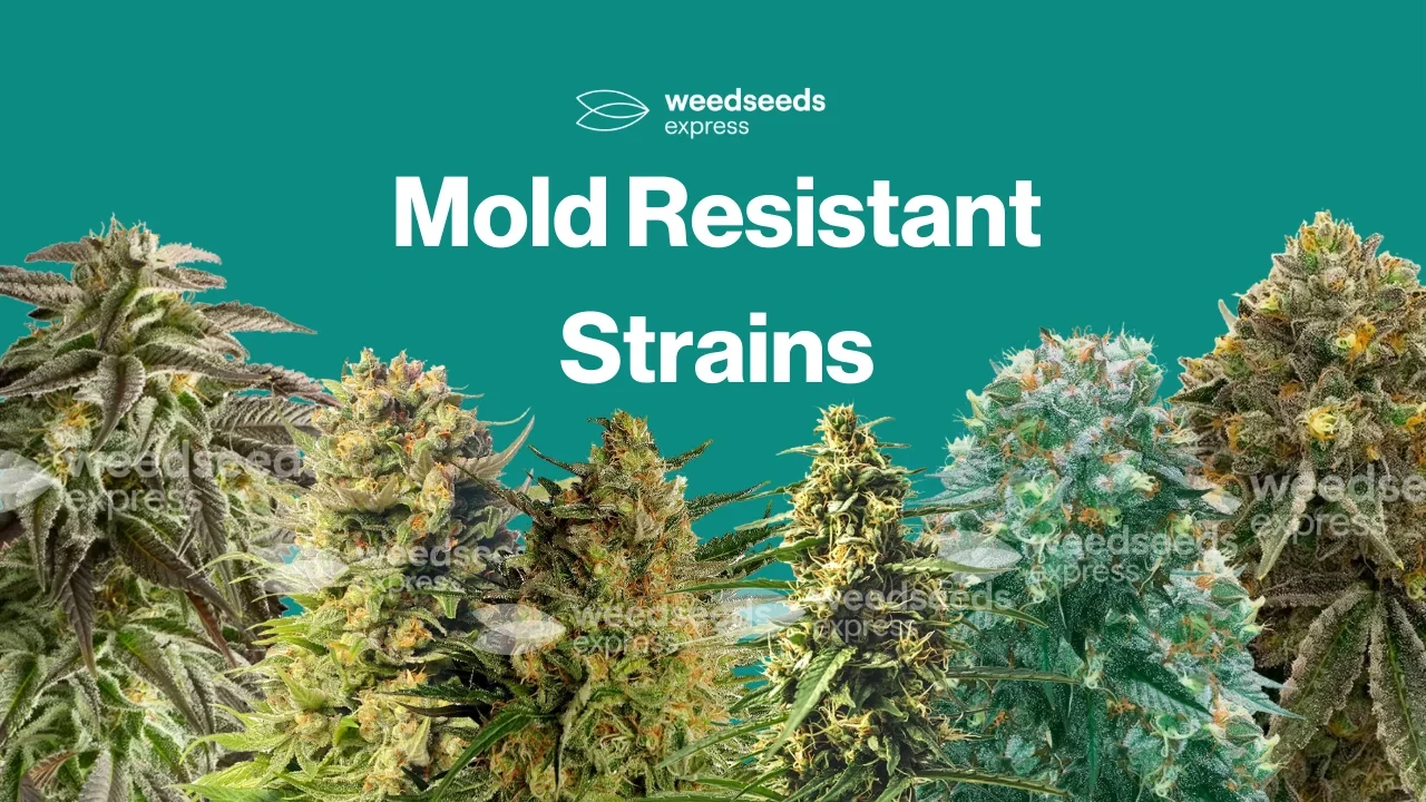 Mold Resistant Weed Seeds - WeedSeedsExpress