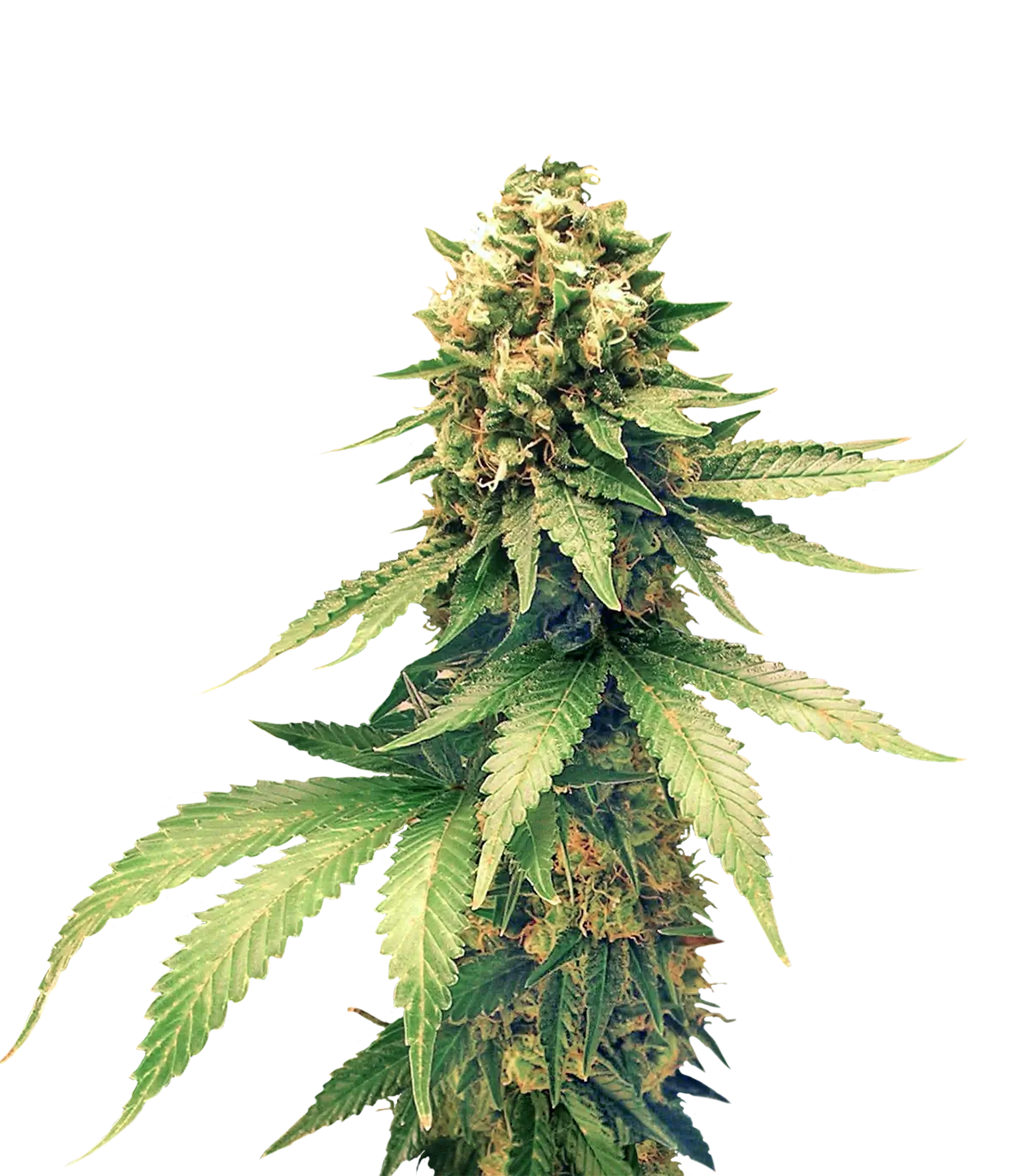 WeedSeedsExpress Strain
