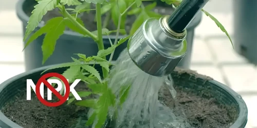 No NPK during Flushing cannabis plant