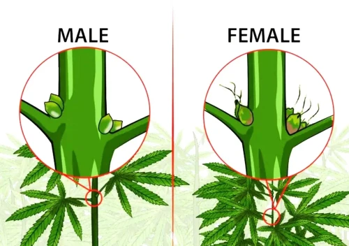 The difference between male and female marijuana plants