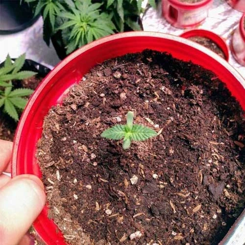Northern Lights Week 1