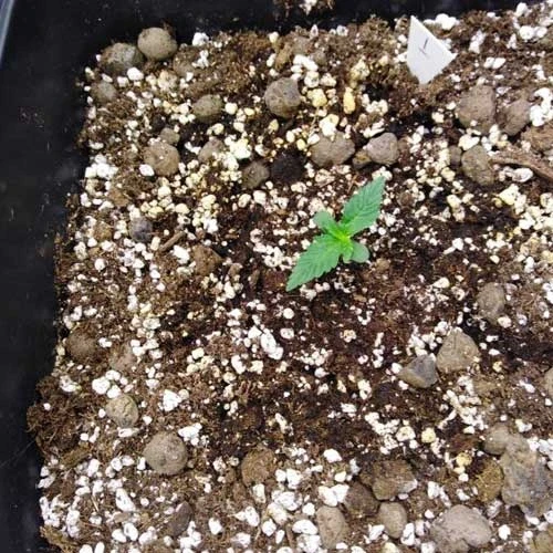 Gorilla Glue Auto Week 1