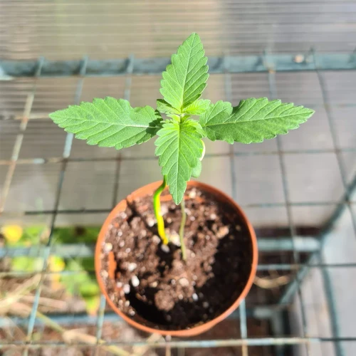 Acapulco Gold Week 1