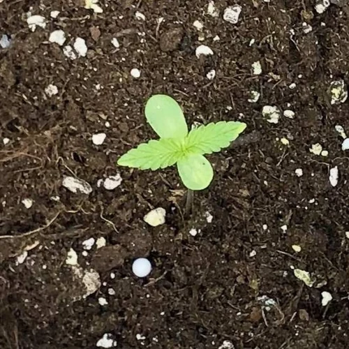 Santa Maria Auto Week 1