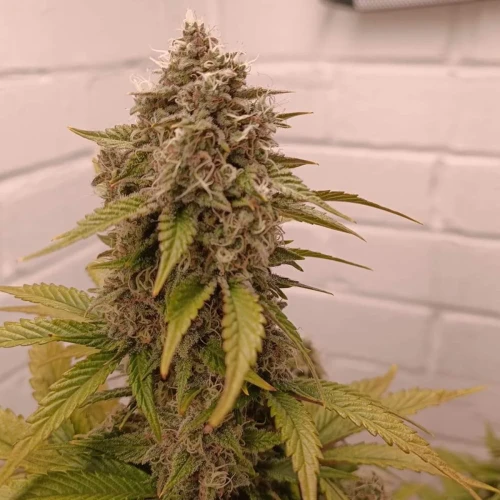 Wedding Cake Auto Week 10