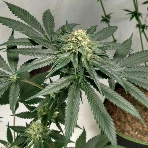 Northern Lights Week 10