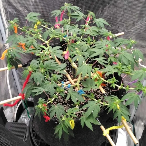 Strawberry Cough Week 10