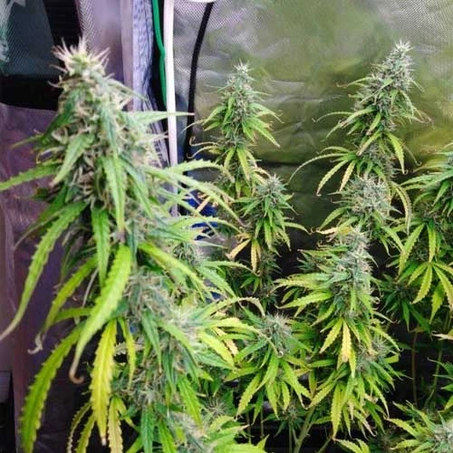 Gorilla Glue Auto Week 10