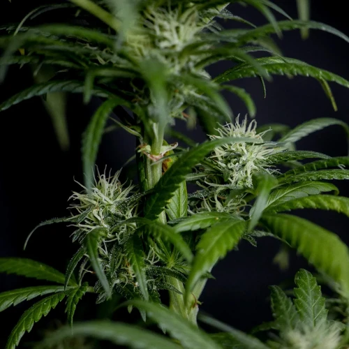Acapulco Gold Week 10