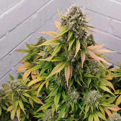 Wedding Cake Auto Week 11