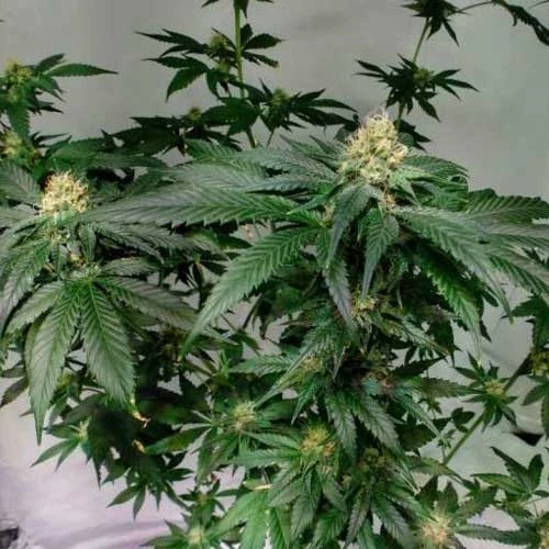Northern Lights Week 11