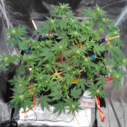 Strawberry Cough Week 11