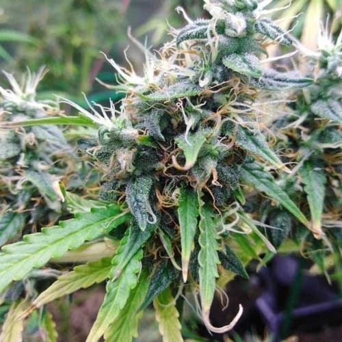 Gorilla Glue Auto Week 11