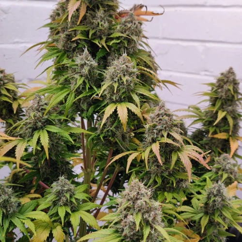 Wedding Cake Auto Week 12