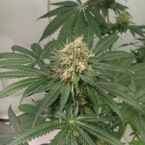 Northern Lights Week 12