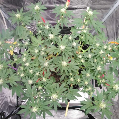 Strawberry Cough Week 12