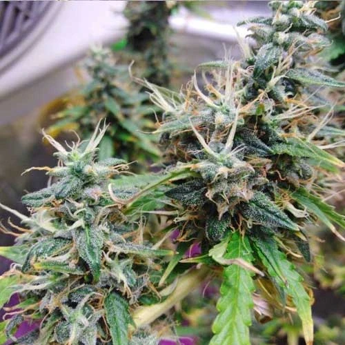 Gorilla Glue Auto Week 12