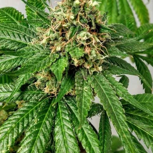 Northern Lights Week 13