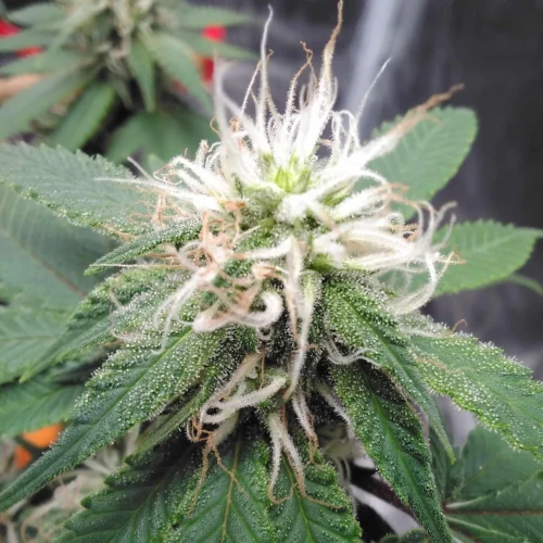Strawberry Cough Week 13