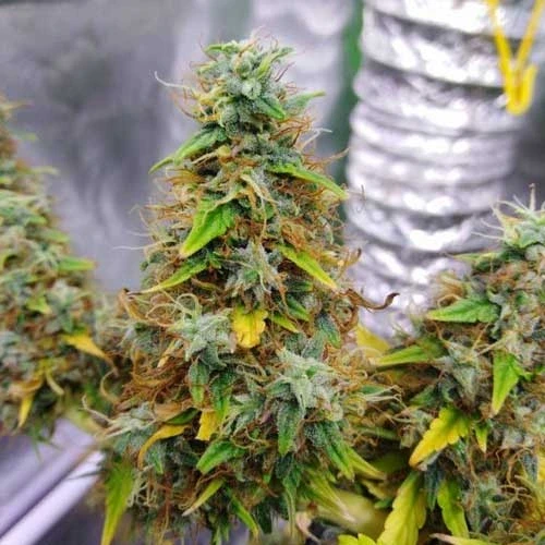 Gorilla Glue Auto Week 13