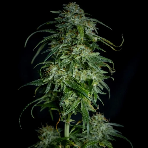 Acapulco Gold Week 13