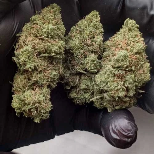 Northern Lights Week 14