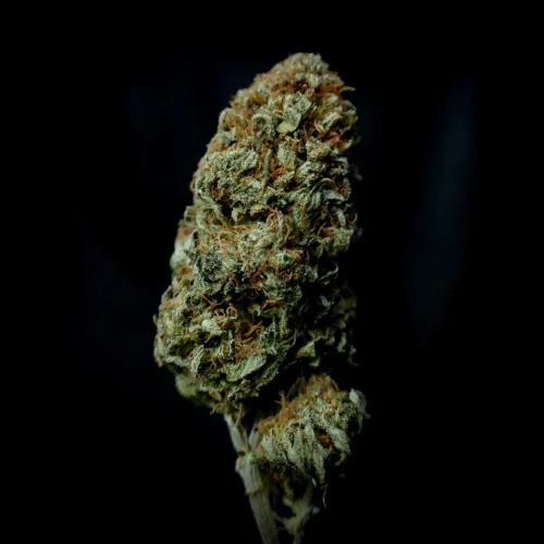 Acapulco Gold Week 14